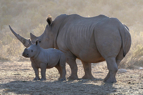 Cape Town: Aquila Big Five Safari with Private Transfers Sunset Safari