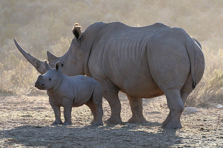 Cape Town: Aquila Big Five Safari with Private Transfers Sunset Safari