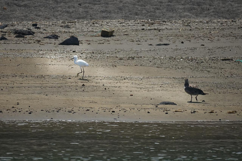 圣米格尔岛：火山奇观、洞穴与历史游船之旅