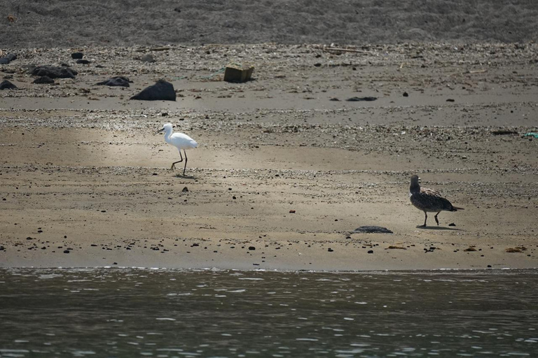 圣米格尔岛：火山奇观、洞穴与历史游船之旅