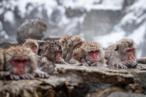 Nagano Tokyo: Snow Monkey Private Day Tour Hotel Pick & Drop Snow Monkey Private Day Tour Hotel Pick & Drop Off In Crown