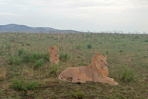 Nairobi: Maasai Mara National Reserve Day Trip