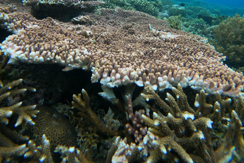 3 Gilis Snorkeling Tour Start Gili Air