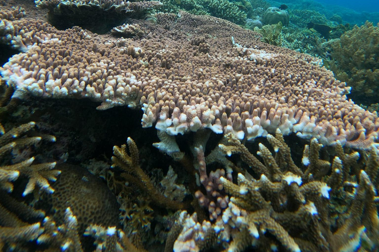 3 Gilis Snorkeling Tour Start Gili Air