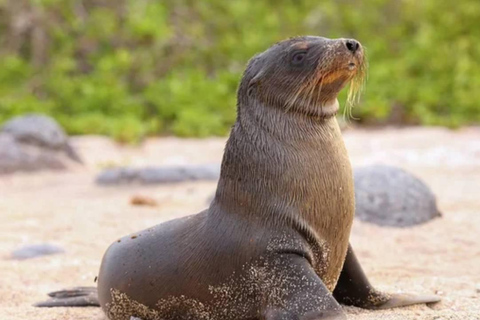 Galápagos Intensivo 5 dias, base terrestre (3 ilhas)