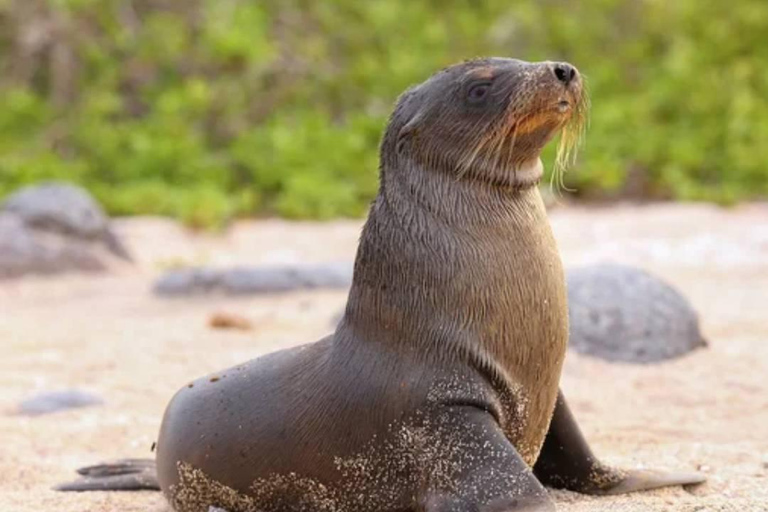 Galapagos Intensive 5 days, land base (3 Islands)