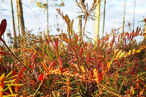 Cenas Bog trail near Riga for Nature lovers