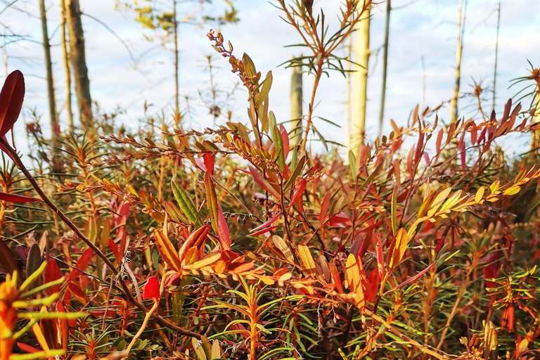 Cenas Bog trail near Riga for Nature lovers