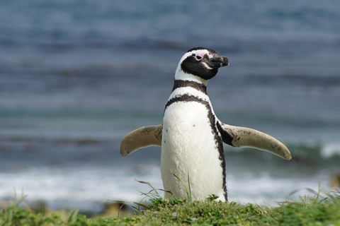 Punta Arenas: Ilha Magdalena - Passeio com pinguins e farol