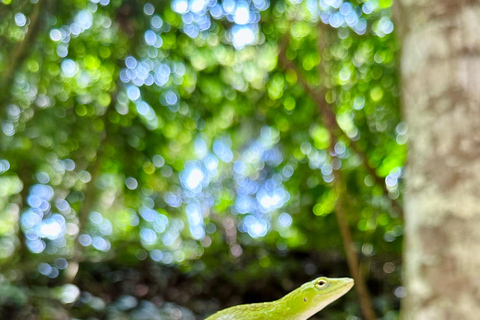 Santa Marta: Horseback Riding to the Valencia Waterfalls in Tayrona National Park