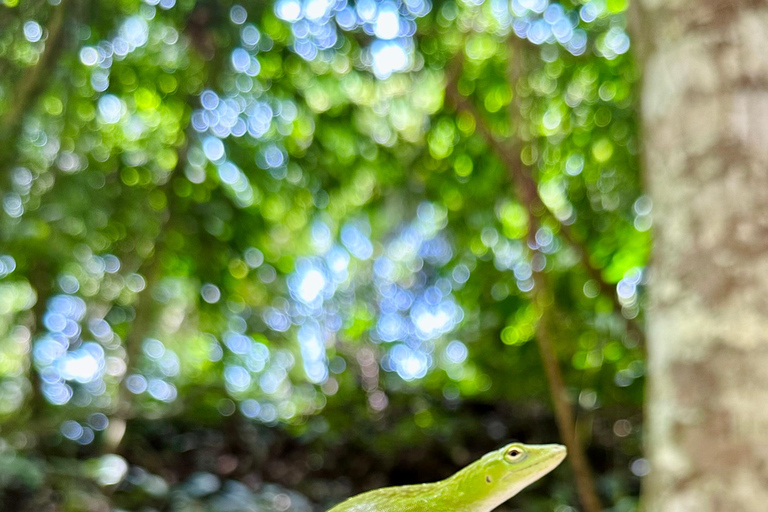 Santa Marta: Horseback Riding to the Valencia Waterfalls in Tayrona National Park
