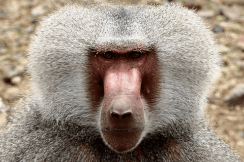 Addis Ababa: 3 Days Awash National park Safari Tour