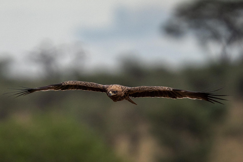 4Daagse Serengeti Migratie MidRange Safari (Noordelijke Serengeti)