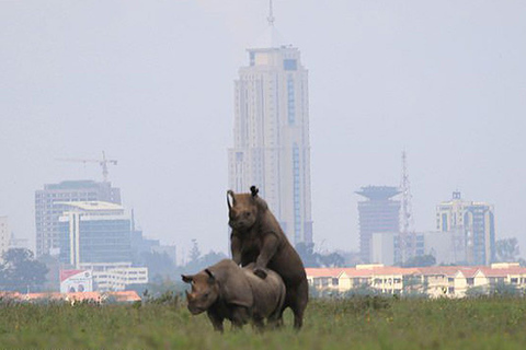 Halve dag Nairobi Nationaal park