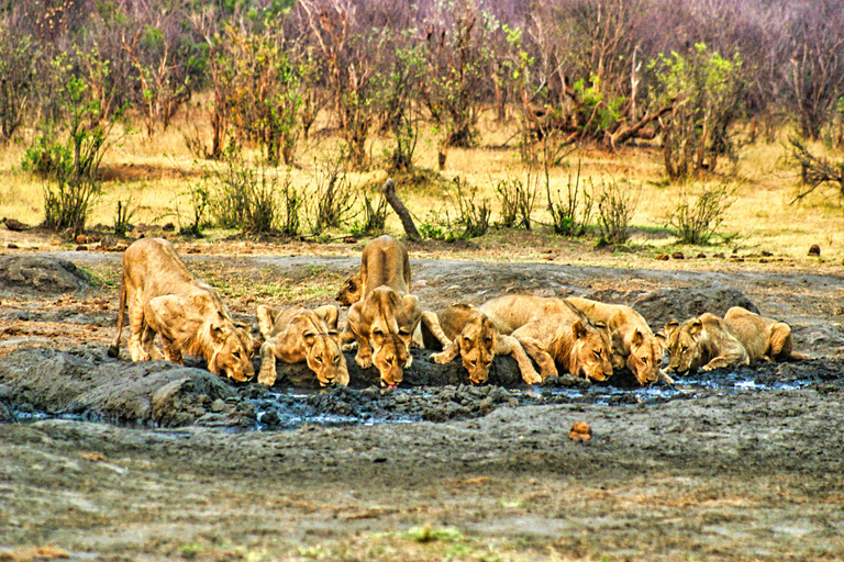 Victoria Falls: Safari Game drive in National Park Small Group Tour