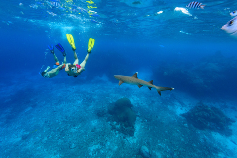 Ride &amp; Slide by South Sea Cats - Półdniowa wycieczka z nurkowaniem z rurkąFidżi: South Sea Cats - Półdniowa wycieczka z nurkowaniem z rurką