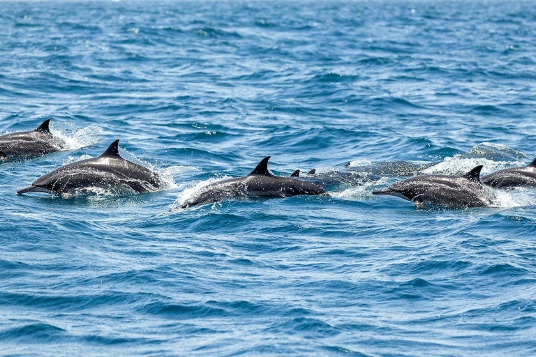 Mascate : 2 heures d'observation des dauphins