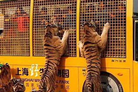 Shanghai Wildlife Park 1-Day Ticket + Free Safari Shuttle