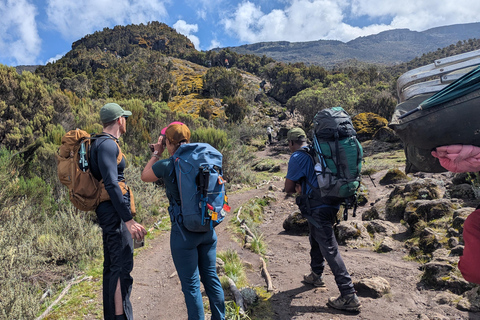 From Moshi: Kilimanjaro Day Trip to Shira with Hike & Picnic