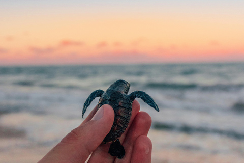 Bali: Horse Riding & Turtle Release Experience at Saba Beach Exclude: (not included horse riding tickets, lunch expense)