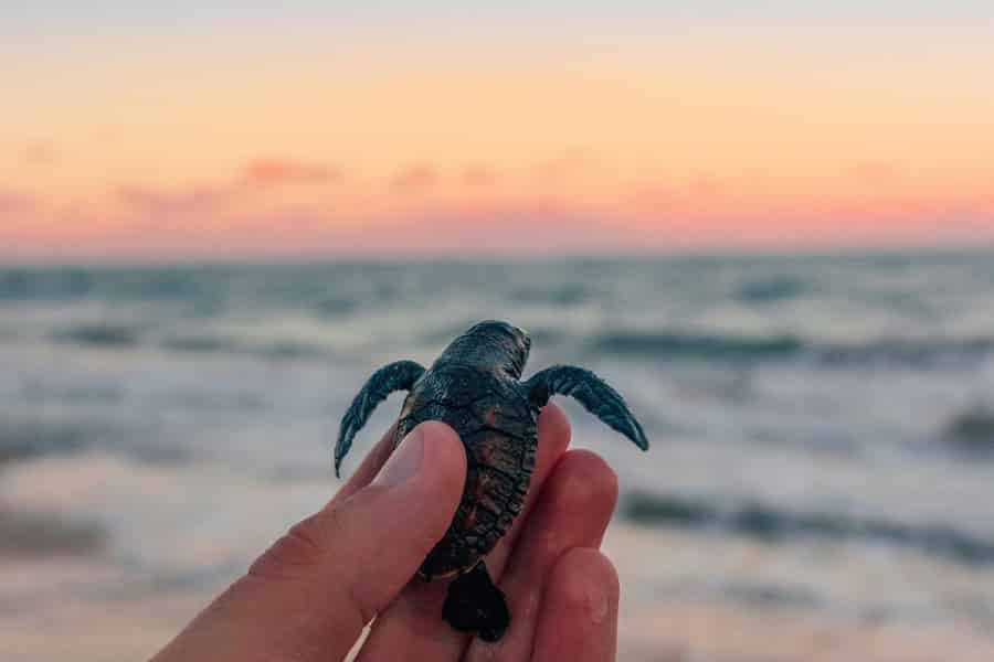 Bali: Reiten & Schildkröten freilassen am Saba Beach. Foto: GetYourGuide