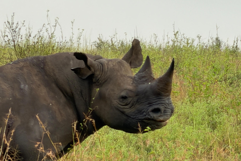 Nairobi: National Park Tour Experience