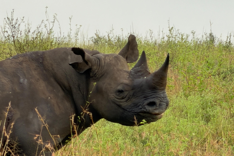 Nairobi: National Park Tour Experience