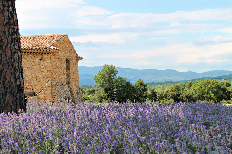 From Marseille: Wine and Scenery around Aix-en-Provence