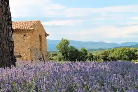Fra Marseille: Vin og landskab omkring Aix-en-Provence