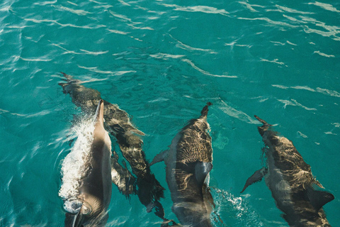 Side: Dolphin Island Boat Trip with Lunch & Swim Stops