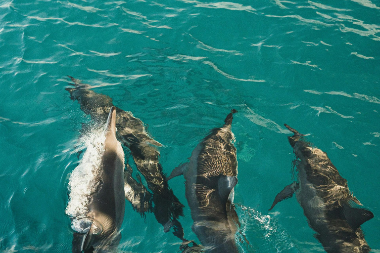 Side: Dolphin Island Boat Trip with Lunch & Swim Stops