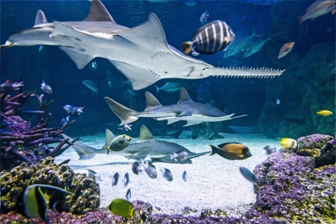 Sydney : billet pour l’aquarium SEA LIFEAquarium Sea Life Sydney : billet standard
