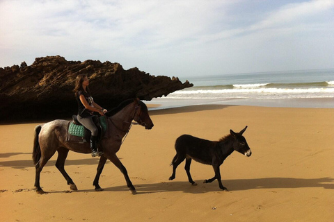 Agadir och Taghazout: 2 timmars ridtur på solnedgångsstranden2 timmars rundtur på engelska, franska, tyska eller polska