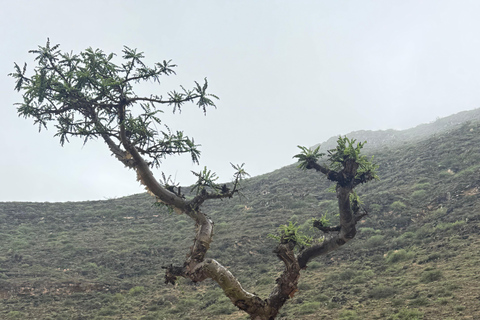 Salalah: West Coast Tour with Beaches and Cliffs