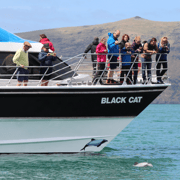 Akaroa Harbour 2-Hour Dolphin Nature Cruise Akaroa Harbour 2-Hour Dolphin Nature Cruise