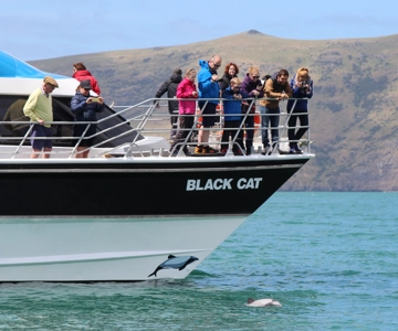 Cruzeiro de 2 horas na natureza com golfinhos em Akaroa Harbour