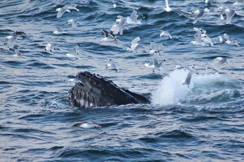 Reykjavik: Whale Watching Excursion