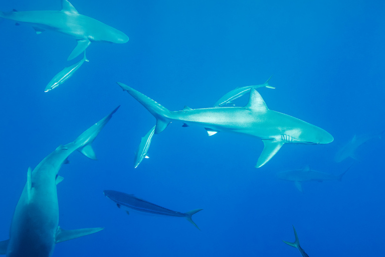 Darwin Bay and Carawa: Scuba diving without certification with gear in the Galapagos Darwin Bay and Carawa: Scuba diving without certification in the Galapagos