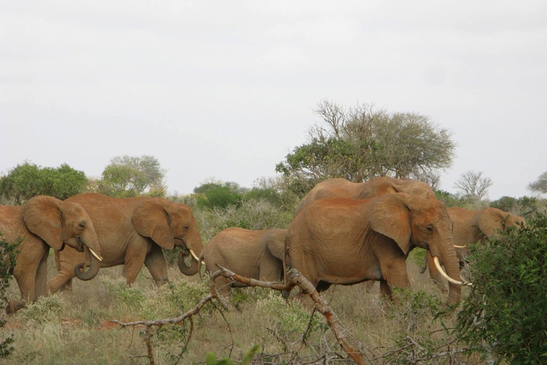 Mombasa: 3-Day Tsavo East/West & Kilimanjaro Views Safari