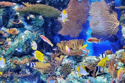 Shanghai: Ocean Aquarium Entry Ticket Night Ticket + Shanghai Sightseeing Bus