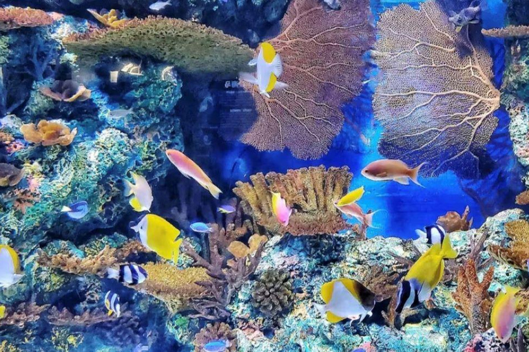 Shanghai: Ocean Aquarium Entry Ticket Night Ticket + Shanghai Sightseeing Bus