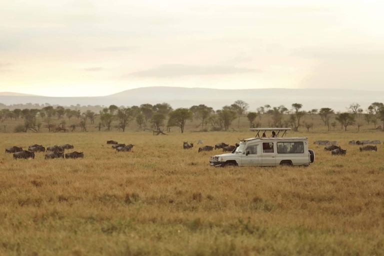 13-dniowe safari z gorylami, Masai Mara i Serengeti