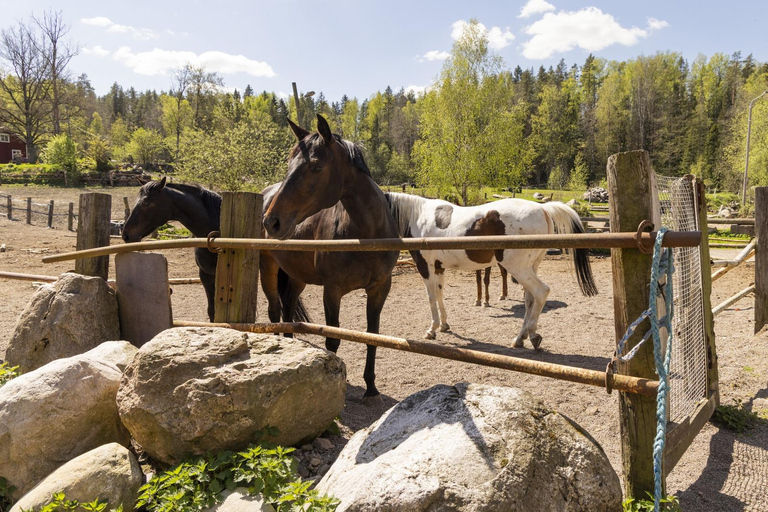 赫尔辛基：驯鹿公园与马厩私人游赫尔辛基：驯鹿公园与马厩私人导览游
