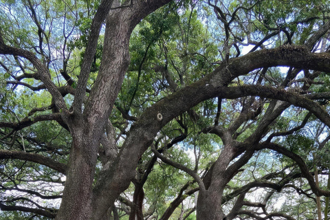 New Orleans: Small-Group Marigny Architecture Tour