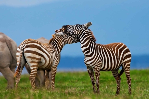Safari guiado de un día por el Parque Nacional del Lago Nakuru