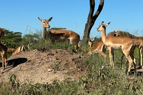 4-Days Group Safari Tour Tarangire, Serengeti & Ngorongoro 4-Days Group Safari Tarangire, Serengeti & Ngorongoro