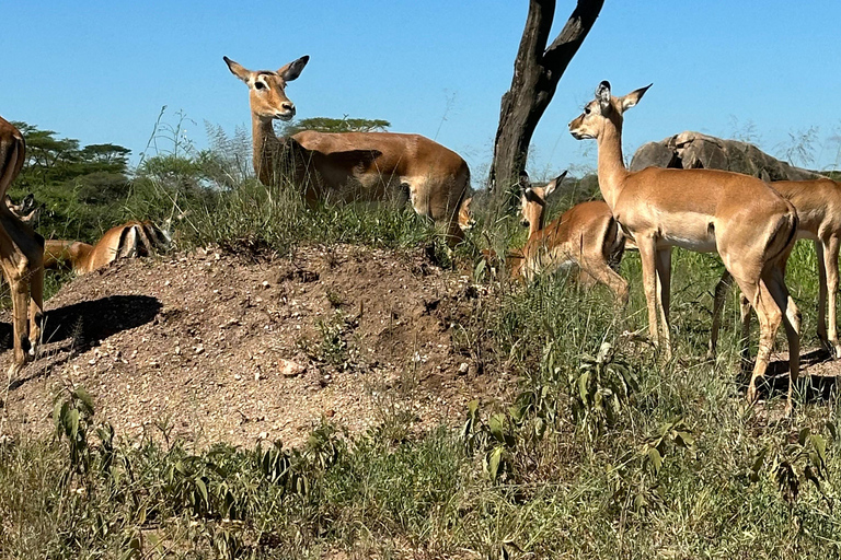 4-Days Group Safari Tour Tarangire, Serengeti & Ngorongoro 4-Days Group Safari Tarangire, Serengeti & Ngorongoro