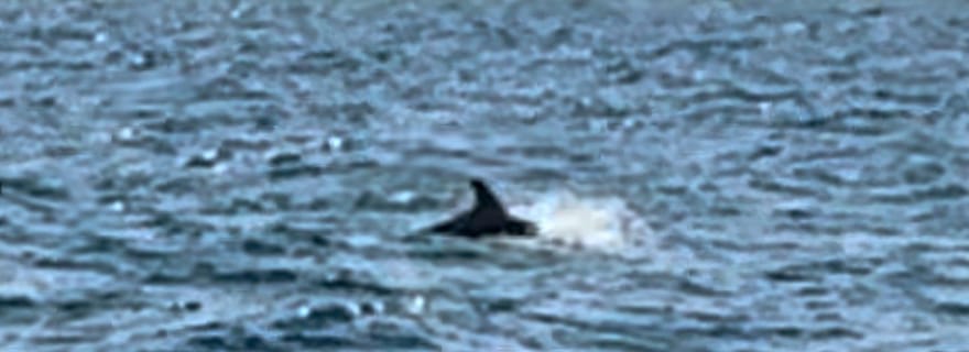 Voile au coucher du soleil à Sitges avec huîtres