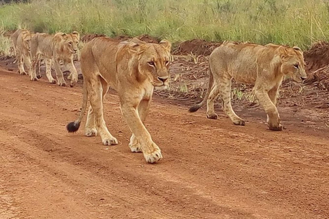 Ab Mombasa: 5-tägige Tsavo Ost, West und Amboseli Safari