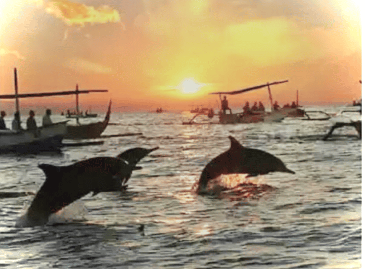 Lovina: Sunrise or Daytime Dolphin Watching and Swim Tour